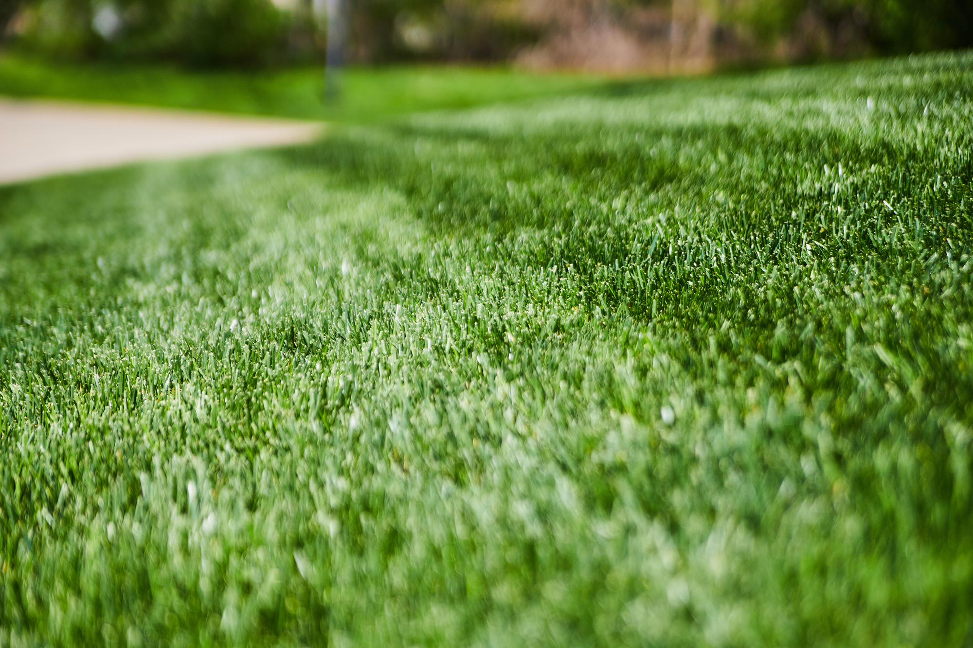 Up close shot of grass